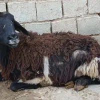 گوسفند قصابی