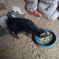 یک راس بز جوان 2ملیون 700،گوسفند،بره|حیوانات مزرعه|جوانرود, |دیوار