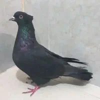 کبوترزاغ کاکلی|حیوانات|کرج, کوی کارمندان جنوبی|دیوار