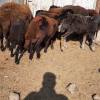 گوسفند بره طخلی ماده افشار و قره قزل اصل.|حیوانات مزرعه|فردیس, دهکده|دیوار