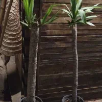 انواع گیاهان مقاوم به آب و هوای جزیره|گل و گیاه طبیعی|قشم, |دیوار