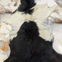پوست بز دباغی شده