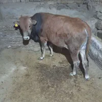 گوساله نر