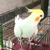 عروس هلندی لوتینو ماده دستی