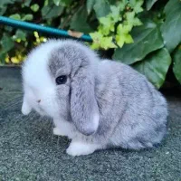 خرگوش مینی لوپ بلو با شناسنامه و واکسن|موش و خرگوش|اصفهان, شهشهان|دیوار