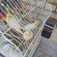 عروس هلندی ۳ ماهه