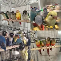 دنیای طوطی گرینچیک گیرینچیک رام و دستی|پرنده|تهران, نارمک|دیوار