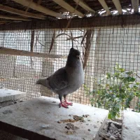 کبوتر|پرنده|آبپخش, |دیوار