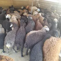زنده قپان درتهران و حومه