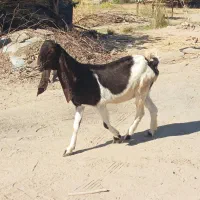 بز پتیری ابستن ۳ماه|حیوانات مزرعه|جیرفت, |دیوار