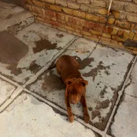 توله سگ پیت بول|سگ|ساوه, |دیوار