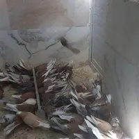 کبوتر