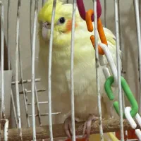 جوجه عروس هلندی