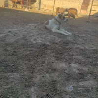 سگ گله|سگ|چناران, |دیوار