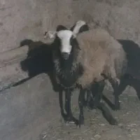 بره شالی