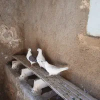 کبوتر|پرنده|چگنی, |دیوار