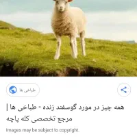 استخدام چوپان حرفه ای