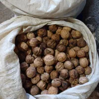 گردو|حراج|جوانرود, |دیوار