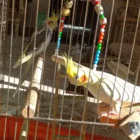 عروس هلندی جفت همراه تخم|پرنده|مهاباد (آذربایجان غربی), |دیوار