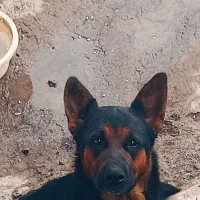 واگذاری فوری سگ ژرمن ماده اصل