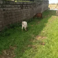 بز بزغاله پاکستانی ماده