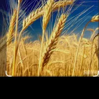 لوبیا وگندم بزری