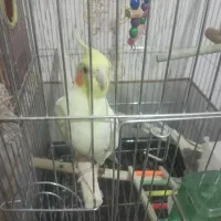 جفت مولد عروس هلندی چهار تخم با قفس|پرنده|زنجان, |دیوار