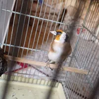 سهره نره|پرنده|تهران, انبار نفت|دیوار