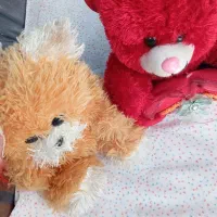 دوعدد عروسک در حد نو|اسباببازی|رشت, منظریه|دیوار