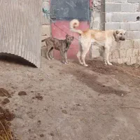 سگ زرد سرابی ۶ ماهه نر مالکی