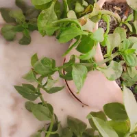 گل پتوس و ناز یخی و کاکتوس|گل و گیاه طبیعی|مشهد, شهرک ابوذر|دیوار