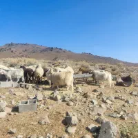 بز جوان کورکی چند قلو زا