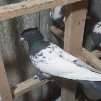 کفتر|پرنده|چهاردانگه (تهران), |دیوار