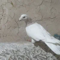 کفتر سار مامی