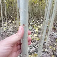 فرصت ویژه خرید وکاشت نهال|خدمات باغبانی و درختکاری|بوئین زهرا, |دیوار