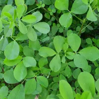 پرس یونجه رقم مایا ارسال و بارگیری از سر زمین