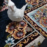 عروس هلندی|پرنده|کنگاور, |دیوار