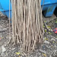 نهال صنوبر تبریزی