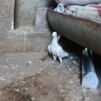 کبوتر|پرنده|دهدشت, |دیوار