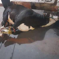 قصاب|خدمات پذیرایی، مراسم|نسیم‌شهر, |دیوار