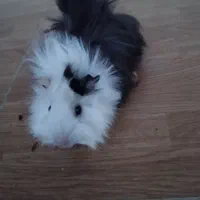 فروش همستر آروم