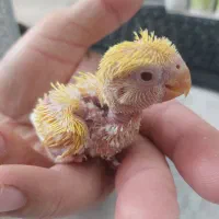 جوجه طوطی برزیلی سرلاکی