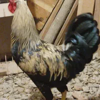 مرغ و خروس