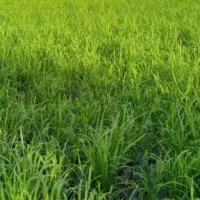 زمین کشاورزی برنج دارای چاه آب و برق اختصاصی