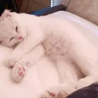 اسکاتیش سفید چشم آبی|گربه|کرمان, |دیوار