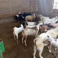 کهره وبره وبزصومال با کهره نر مخصوص داشت|حیوانات مزرعه|قشم, |دیوار