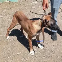 توله سگ سرابی ماده اصیل