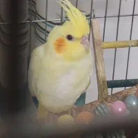 عروس هلندی لوتینو