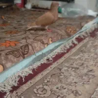 ماده زرد دم سفید