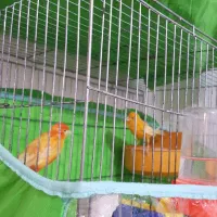 قناری نرو ماده|پرنده|بهبهان, |دیوار